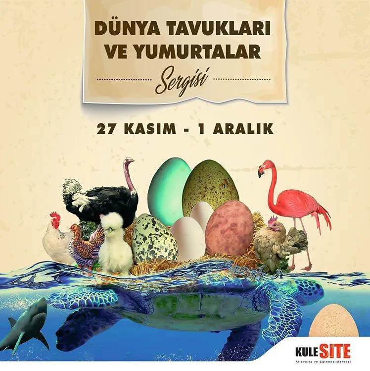 Kulesite Dünya Tavukları ve Yumurtaları Sergisi!